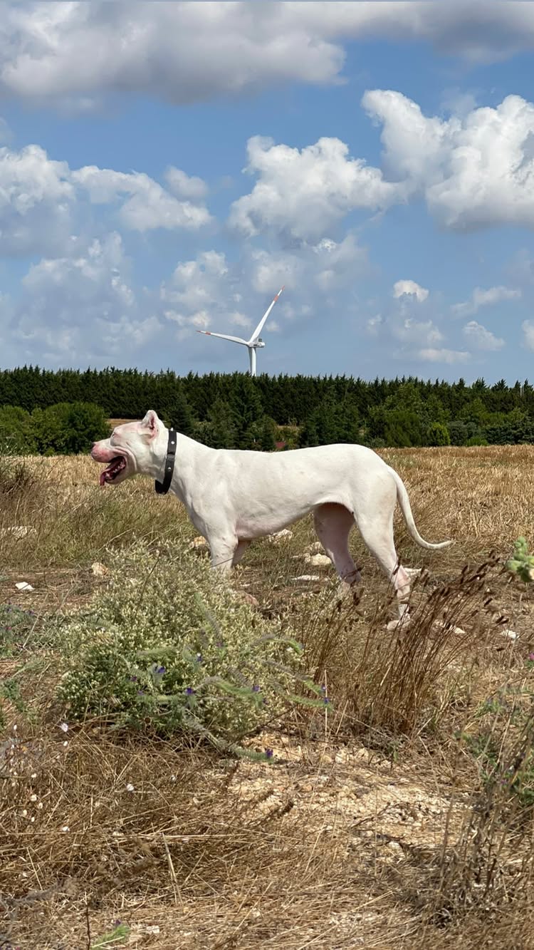 Ares