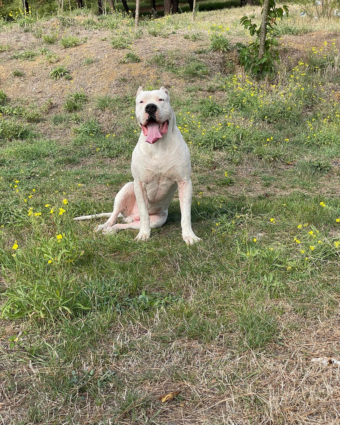 Ares